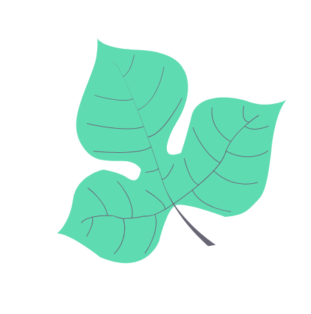 illustration of leaf